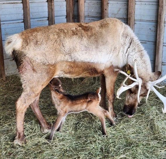 reindeer calf with mother reindeer available to rent reindeer
