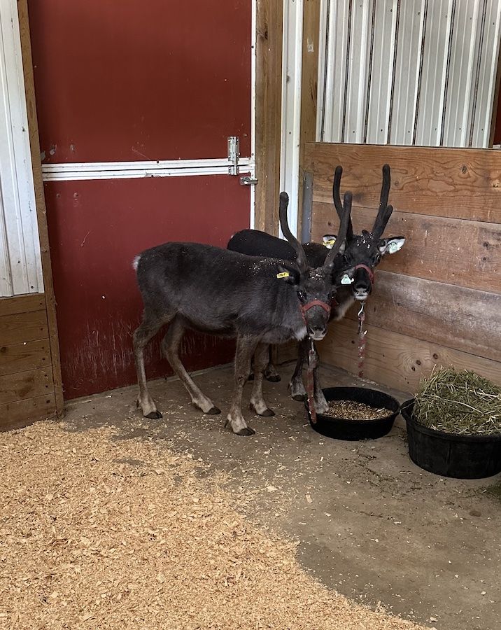 Baby reindeer standing in the bar available to rent contact DMDK Reindeer