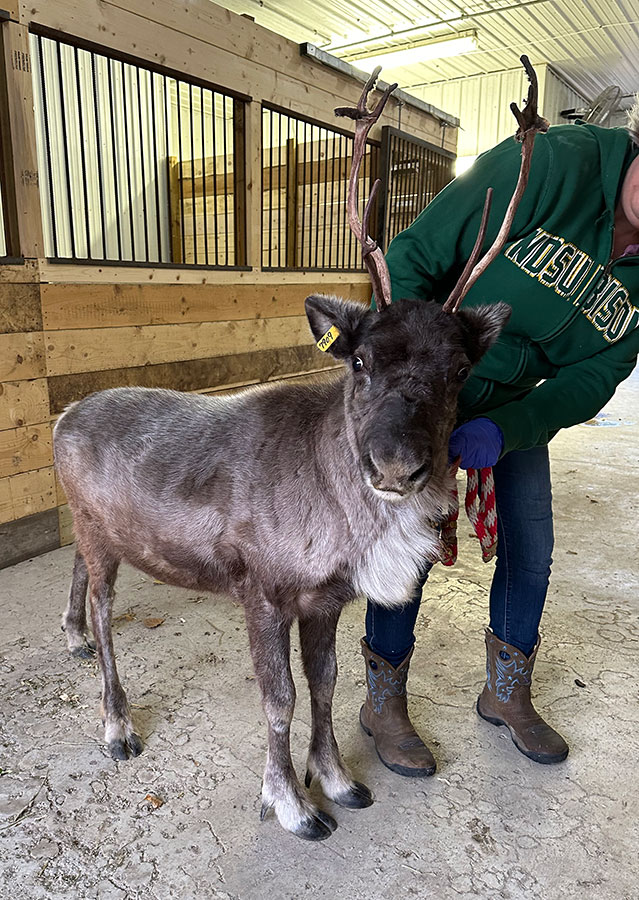 Reindeer in barn with halter on available to rent live reindeer