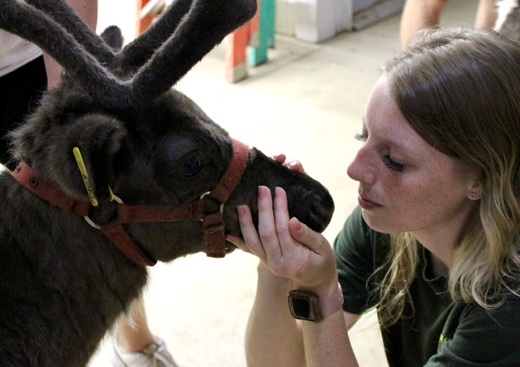 Kayla with Reindeer named Basil Reindeer for sale