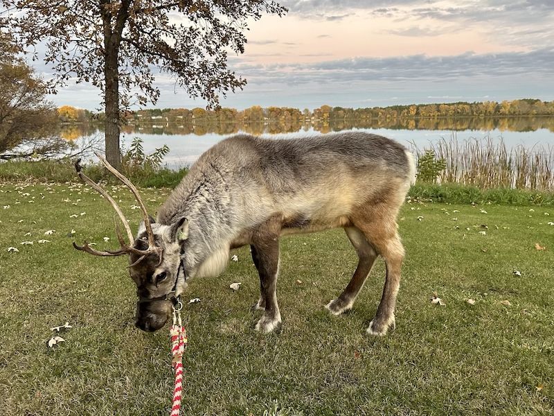 Reindeer named Lunar standing at the shoreline of a lake available to rent reindeer