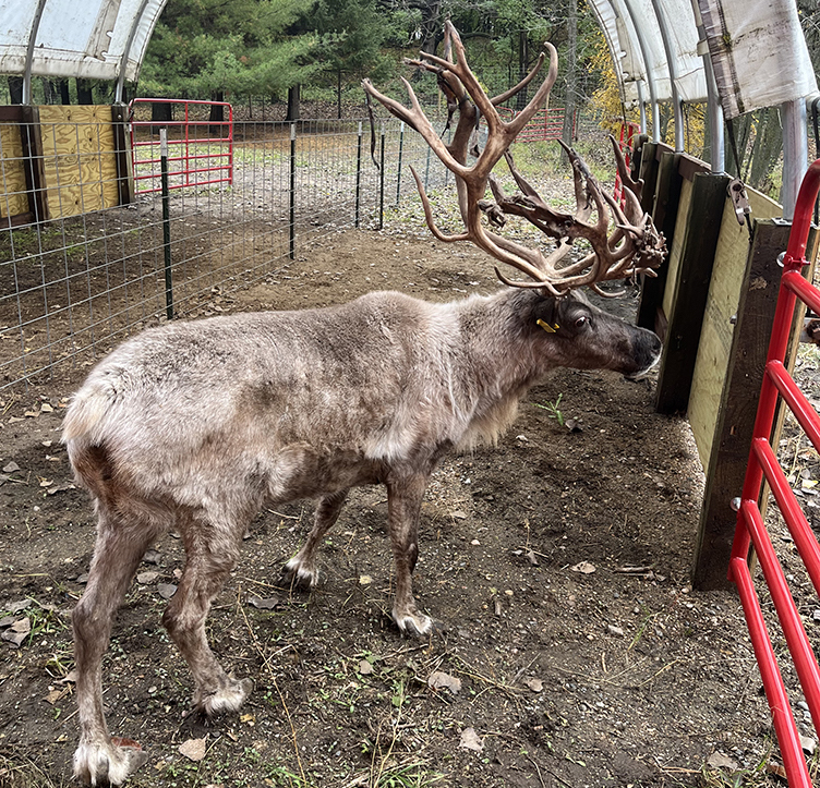 Reindeer with antlers Reindeer for sale